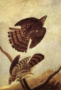 John James Audubon Stanley Hawk oil painting artist